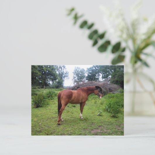 Rotthorse Briefkaart (Staand voorkant)