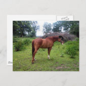 Rotthorse Briefkaart (Voorkant / Achterkant)