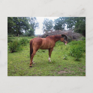 Rotthorse Briefkaart