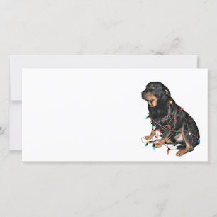Rottie Christmas-boek Feestdagenkaart