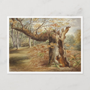 Rotting Tree beroemd gemaakt door Elizabeth Murray Briefkaart
