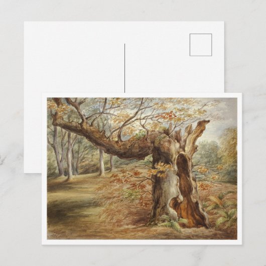 Rotting Tree door Elizabeth Murray Briefkaart (Voorkant / Achterkant)
