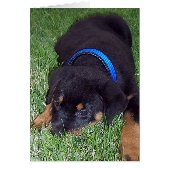 rottweiler. (Voorkant)