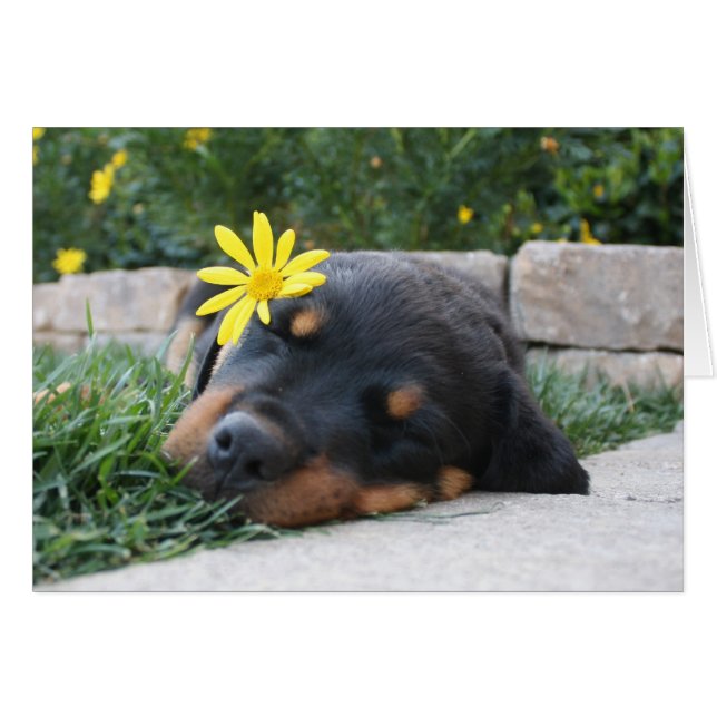 Rottweiler (Voorkant Horizontaal)