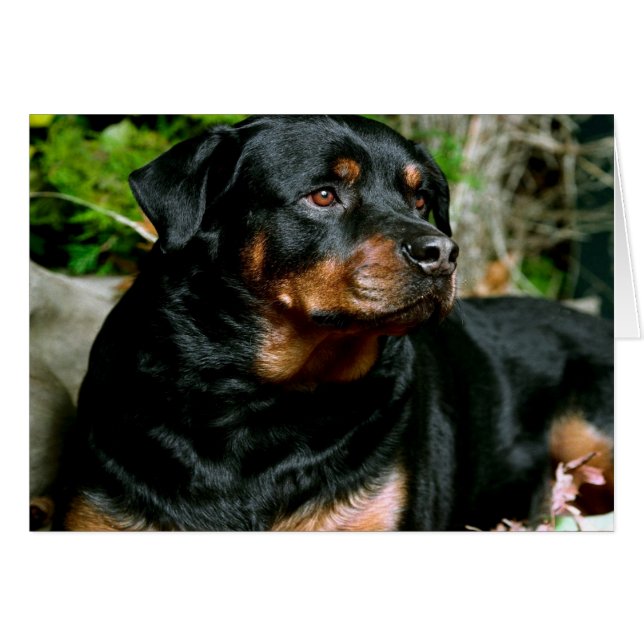Rottweiler (Voorkant Horizontaal)