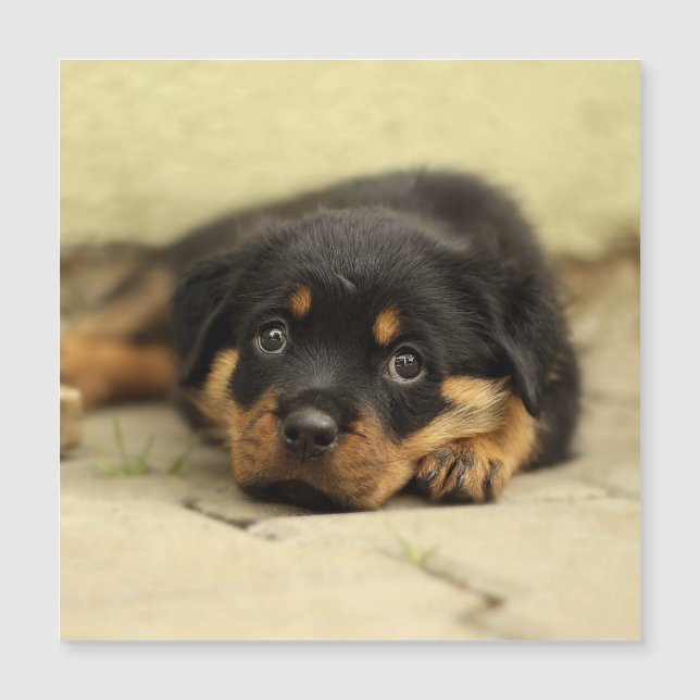 Rottweiler20150901 (Voorkant)