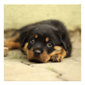 Rottweiler20150901 Foto Afdruk (Voorkant)