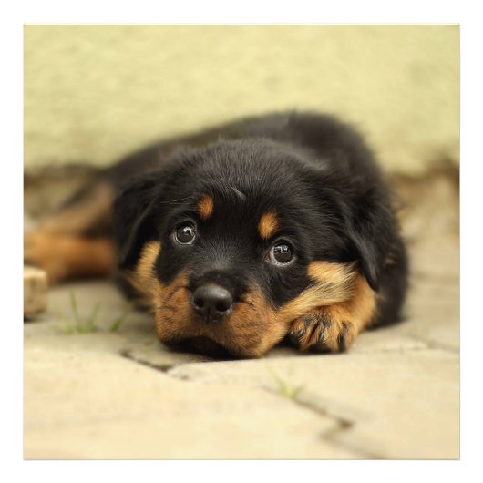 Rottweiler20150901 Foto Afdruk (Voorkant)