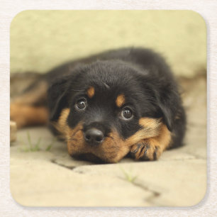 Rottweiler20150901 Kartonnen Onderzetters