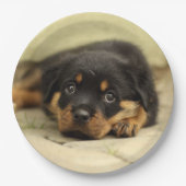 Rottweiler20150901 Papieren Bordje (Voorkant)