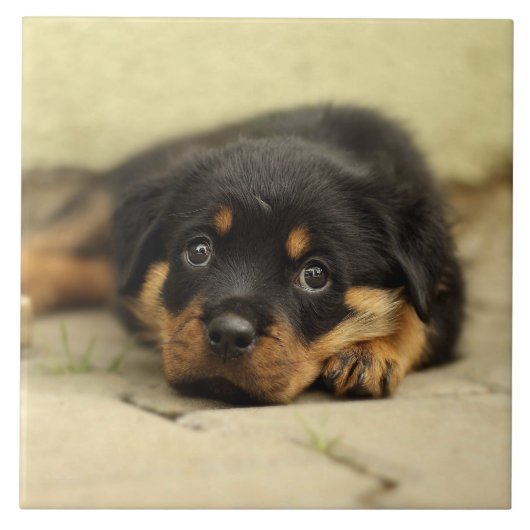 Rottweiler20150901 Tegeltje (Voorkant)