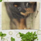 Rottweiler20150901 Theedoek (Gevouwen)