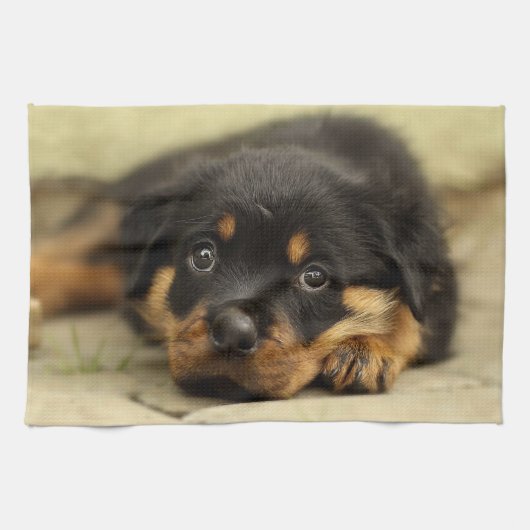 Rottweiler20150901 Theedoek (Horizontaal)