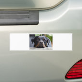 rottweiler 2.png bumpersticker (Op auto)