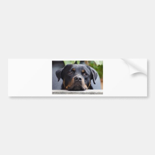 rottweiler 2.png bumpersticker (Voorkant)