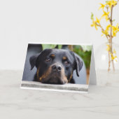 Rottweiler 2.png kaart (Gele Bloem)