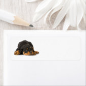 Rottweiler-adreslabel Etiket (Insitu)