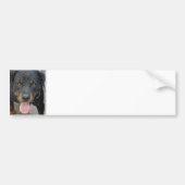 Rottweiler Afbeelding Bumpersticker (Voorkant)