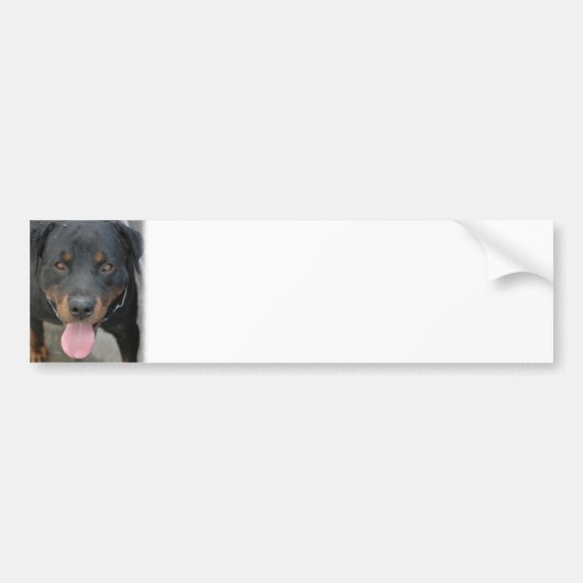 Rottweiler Afbeelding Bumpersticker (Voorkant)