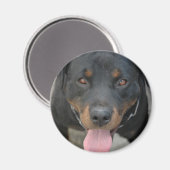 Rottweiler Afbeelding ronde magneet (Voorkant / Achterkant)