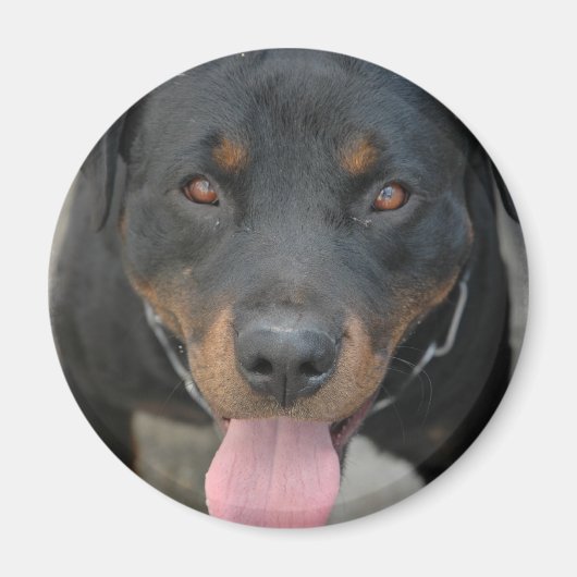 Rottweiler Afbeelding ronde magneet (Voorkant)