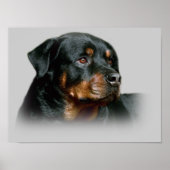 Rottweiler afdrukken poster (Voorkant)