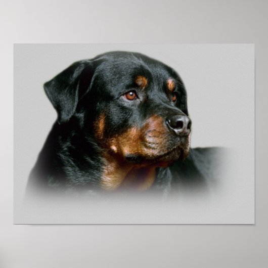 Rottweiler afdrukken poster (Voorkant)