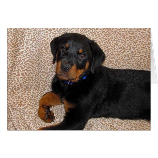 Rottweiler Blank Wenskaart (Voorkant Horizontaal)