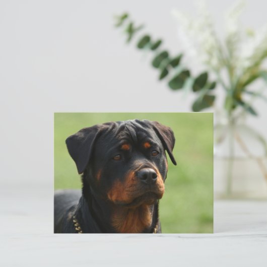 Rottweiler Briefkaart (Staand voorkant)