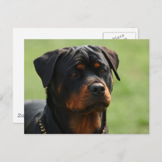 Rottweiler Briefkaart (Voorkant / Achterkant)
