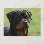 Rottweiler Briefkaart (Voorkant)
