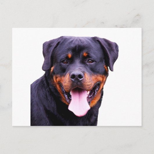 rottweiler briefkaart (Voorkant)