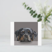 Rottweiler Briefkaart (Staand voorkant)