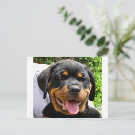Rottweiler Briefkaart (Staand voorkant)