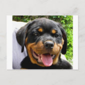 Rottweiler Briefkaart (Voorkant)