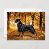 Rottweiler Briefkaart (Voorkant / Achterkant)