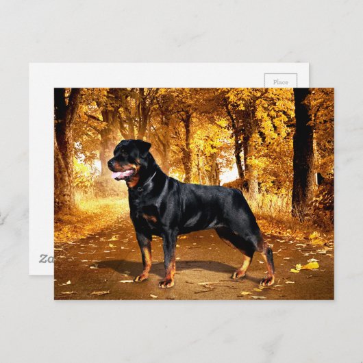 Rottweiler Briefkaart (Voorkant / Achterkant)
