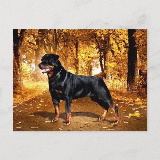 Rottweiler Briefkaart (Voorkant)