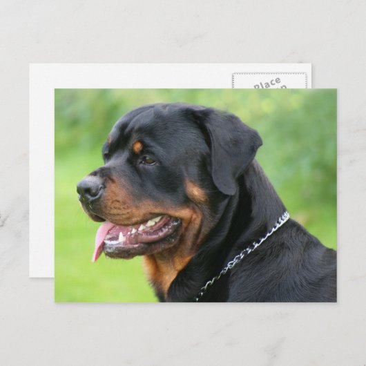rottweiler briefkaart (Voorkant / Achterkant)