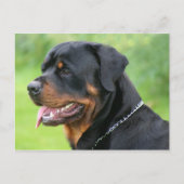 rottweiler briefkaart (Voorkant)