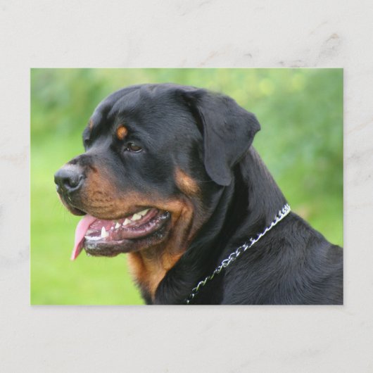 rottweiler briefkaart (Voorkant)