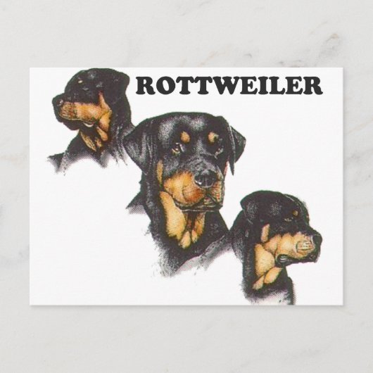 Rottweiler Briefkaart (Voorkant)