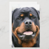 rottweiler briefpapier (Voorkant / Achterkant)