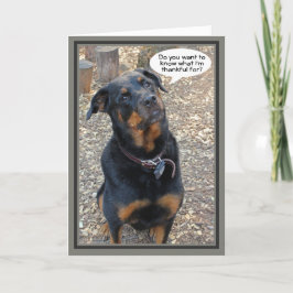 Rottweiler dankbaar voor Thanksgiving Kaart