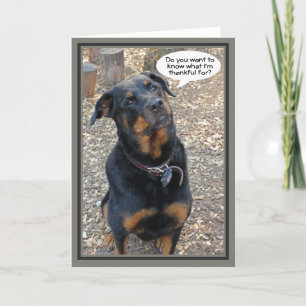 Rottweiler dankbaar voor Thanksgiving Kaart