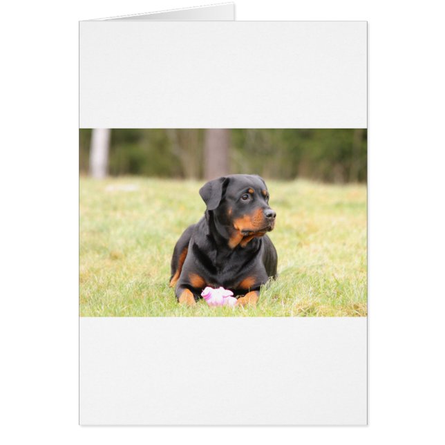 Rottweiler Dog (Voorkant)
