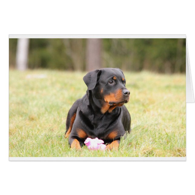 Rottweiler Dog (Voorkant Horizontaal)