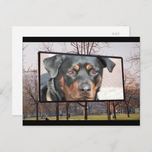Rottweiler Dog Briefkaart (Voorkant / Achterkant)