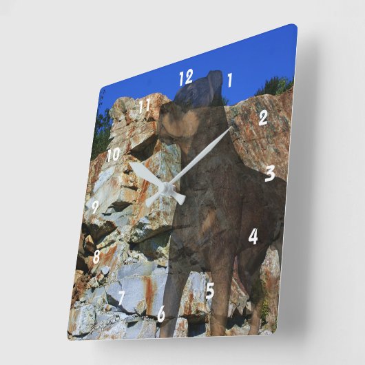 Rottweiler Dog en Rock Wall Cliff Fantasy Vierkante Klok (Hoek)