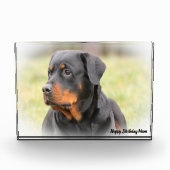 Rottweiler Dog Fotoblokken (Voorkant)